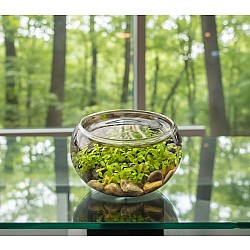 Mini WaterPlants - Create A Miniature Aquascape