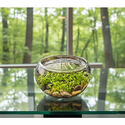 Mini WaterPlants - Create A Miniature Aquascape