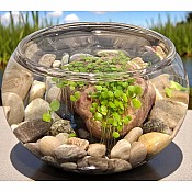 Mini WaterPlants - Create A Miniature Aquascape