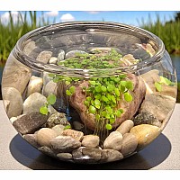 Mini WaterPlants - Create A Miniature Aquascape