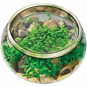 Mini WaterPlants - Create A Miniature Aquascape