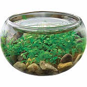 Mini WaterPlants - Create A Miniature Aquascape