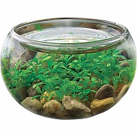 Mini WaterPlants - Create A Miniature Aquascape