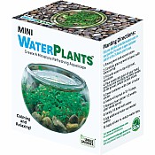 Mini WaterPlants - Create A Miniature Aquascape
