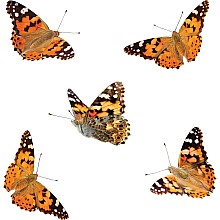 Butterfly Garden (with voucher)