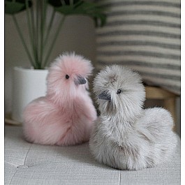 Zara Gray Silkie Chick