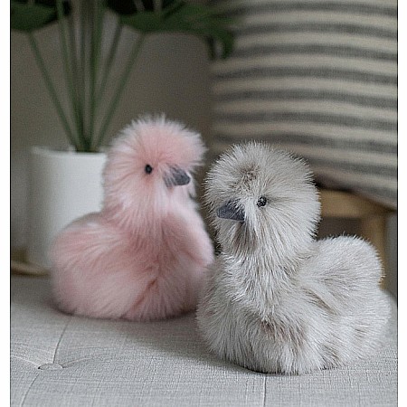 Zara Gray Silkie Chick