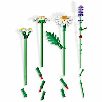 BOTANICALS Daisies