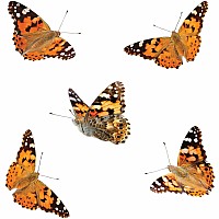 The Original Butterfly Garden Life Cycle Kit: with Prepaid Voucher