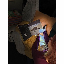 Animal Journeys A Shine-A-Light Book