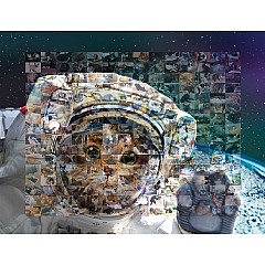 Sticker Photo Mosaic - Cats & Kittens