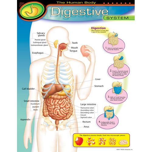 The Human Body - Digestive System Poster - from Trend Enterprises