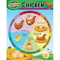Life Cycle of A Chicken Chart
