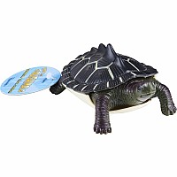 Turtle Squishimals(18)