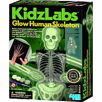 Glow Human Skeleton 