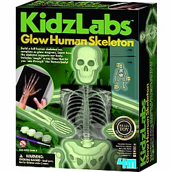 Glow Human Skeleton 4m KidzLabs