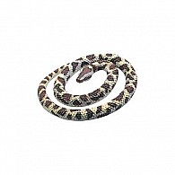 Rubber Snake - Rock Python