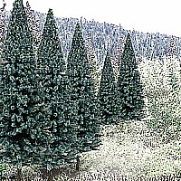 2 - 4' Blue Spruce