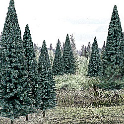 4 - 6' Blue Spruce