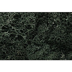 Dark Grn Lichen